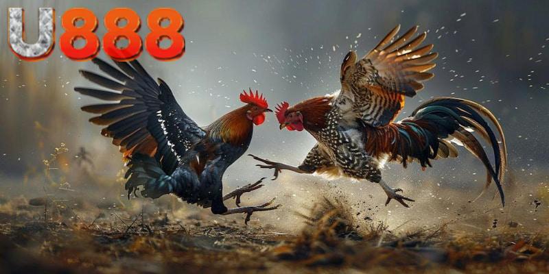 Đá gà tre tại U888 - thiên đường chọi gà kích thích