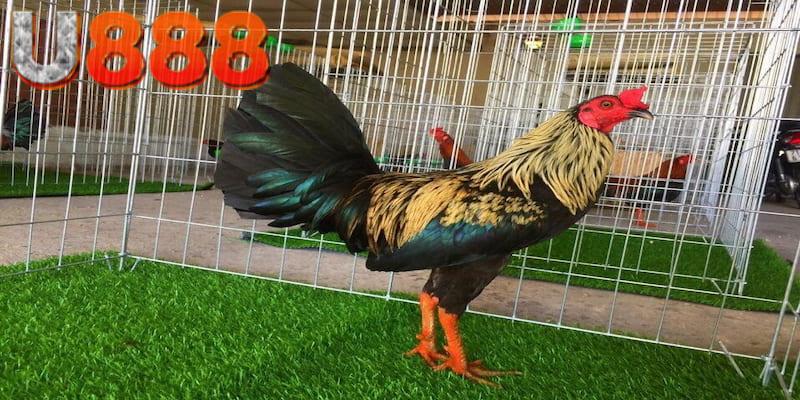 Các trận chiến đá gà tre hạng cân nặng thường dùng dòng gà lai 75