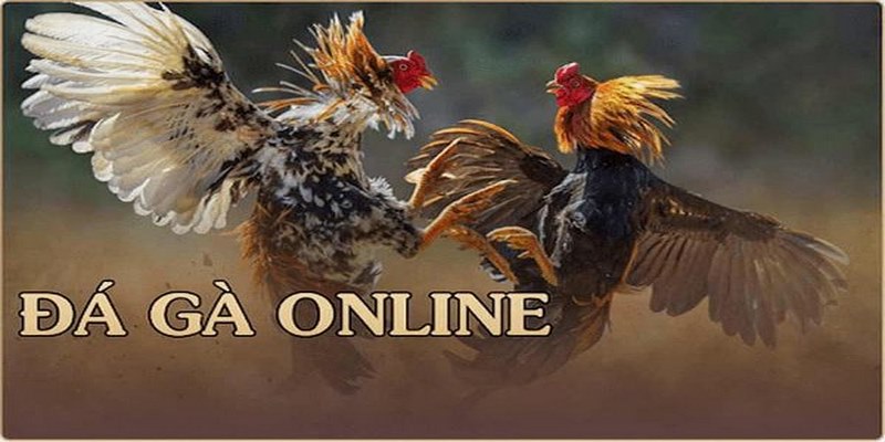 Lý do nên theo dõi và đặt cược tại đá gà U888